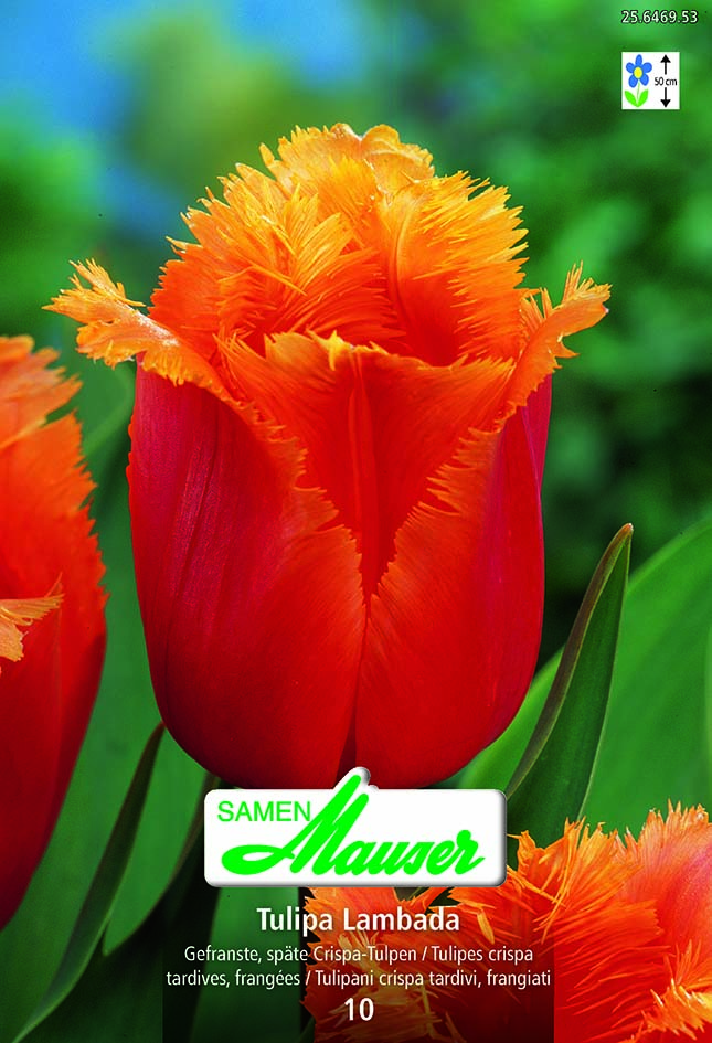 Tulipe CRI Lambada 10