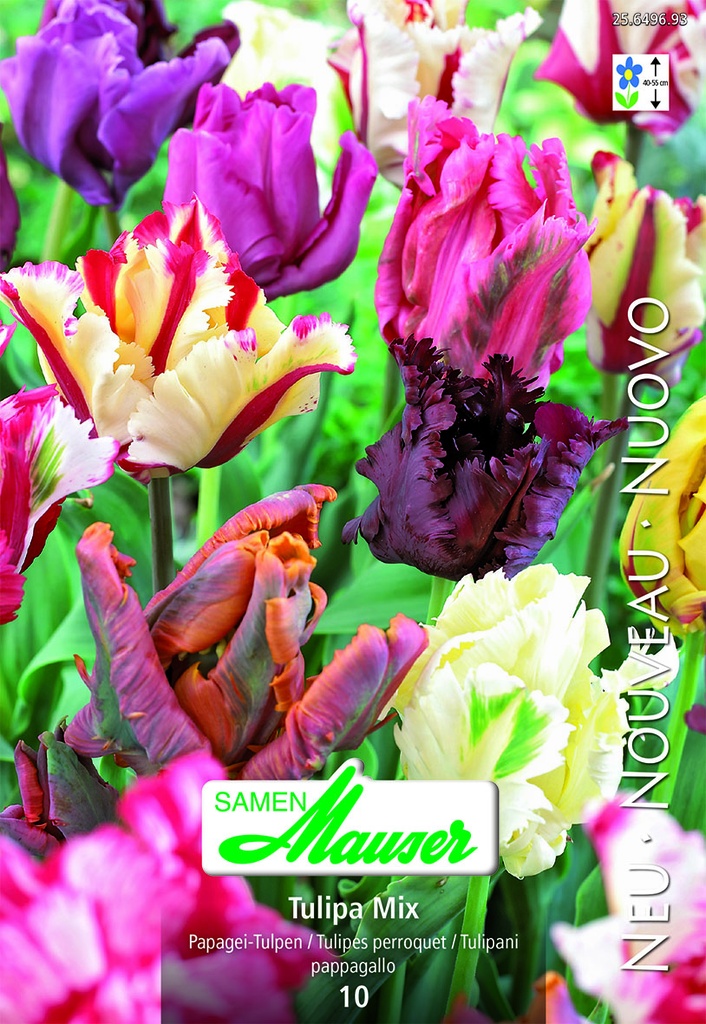 Tulipe TP Perroquet mélange
