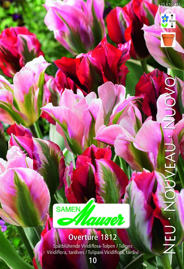 Tulipa Overture 1812 7 (12/)