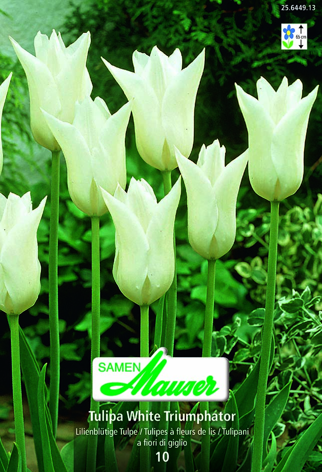 Tulipe TL White Triumphator 10