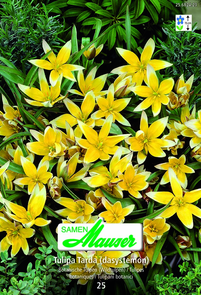 Tulipe botanique daystemon tarda 25