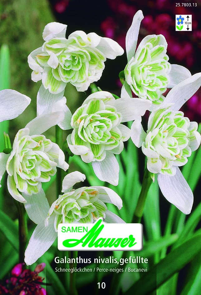 Galanthus niv Double10