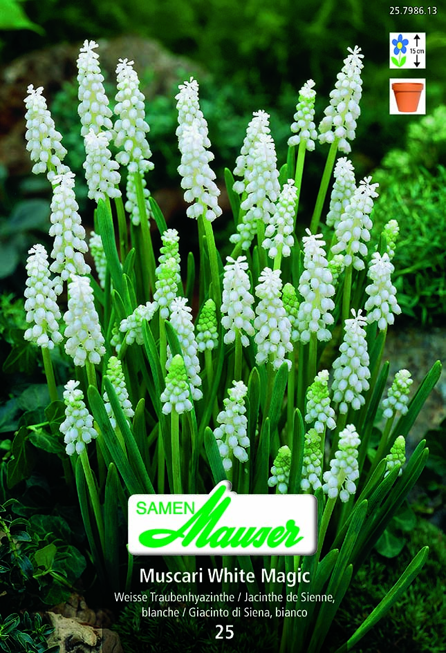 Muscari White Magic 25