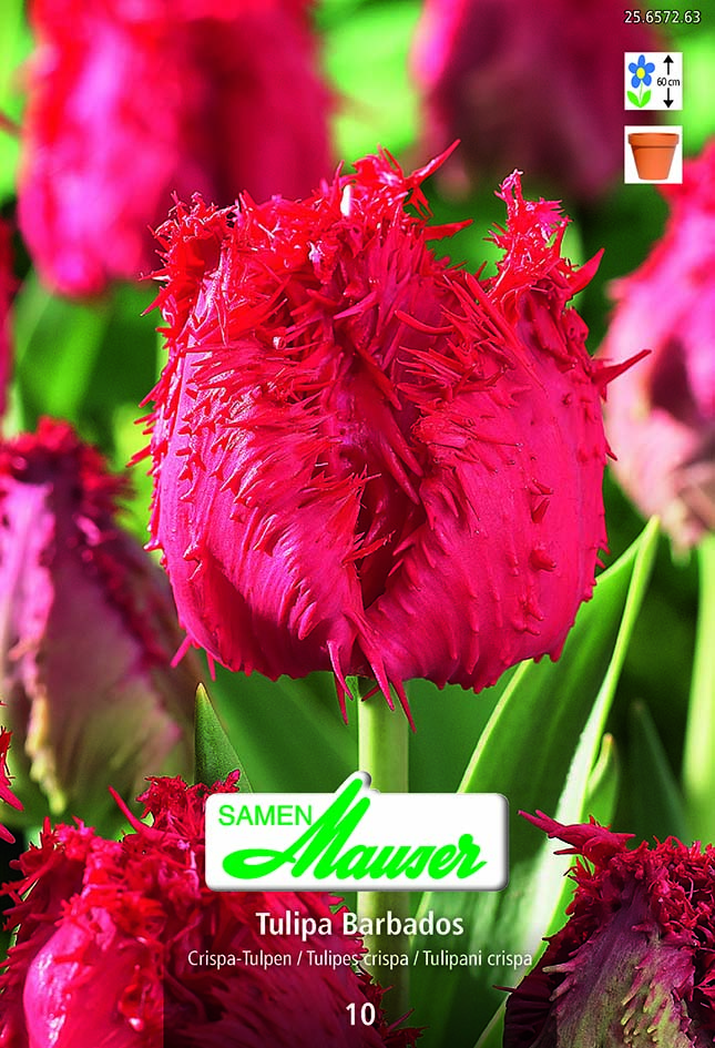 Tulipe CRI Barbados 10