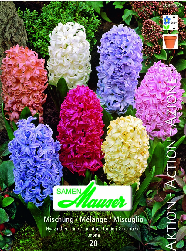 Jacinthe Juno méange 20