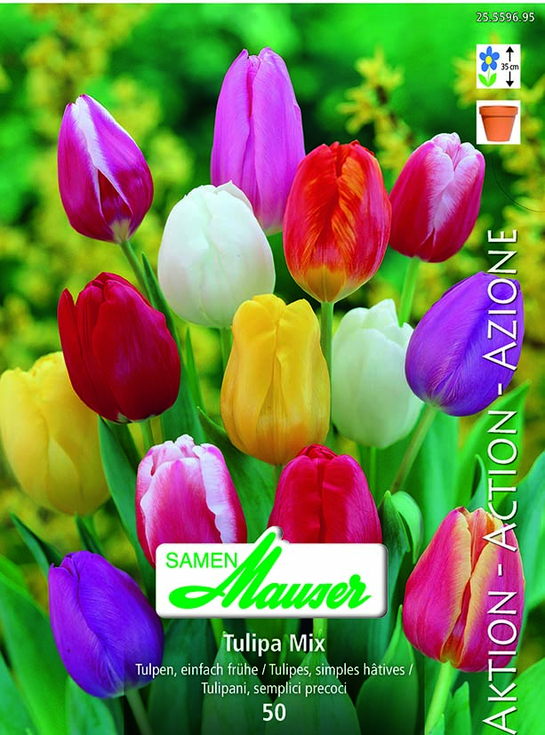 Tulipe TSH mélange 50