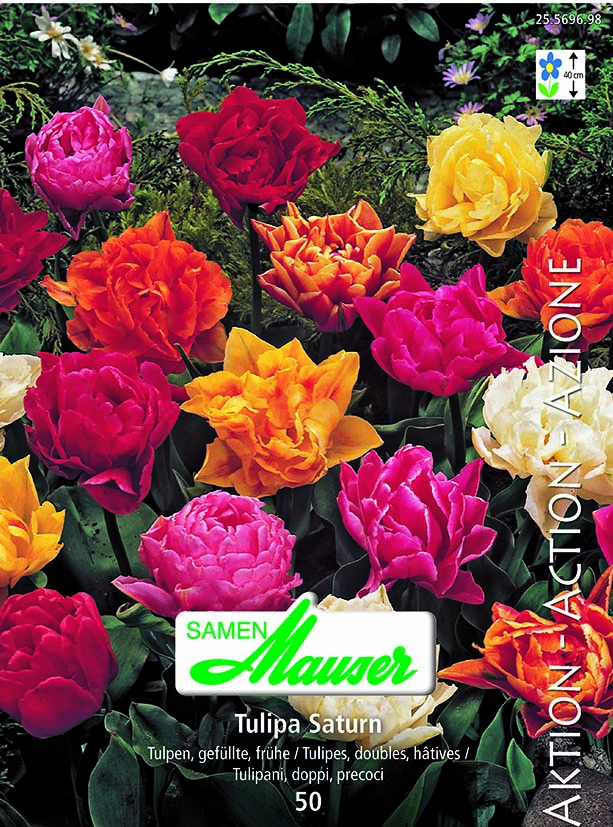 Tulipe TDH Saturn (mélange) 50