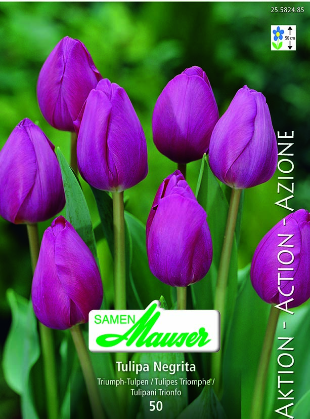 Tulipe TT Negrita 50