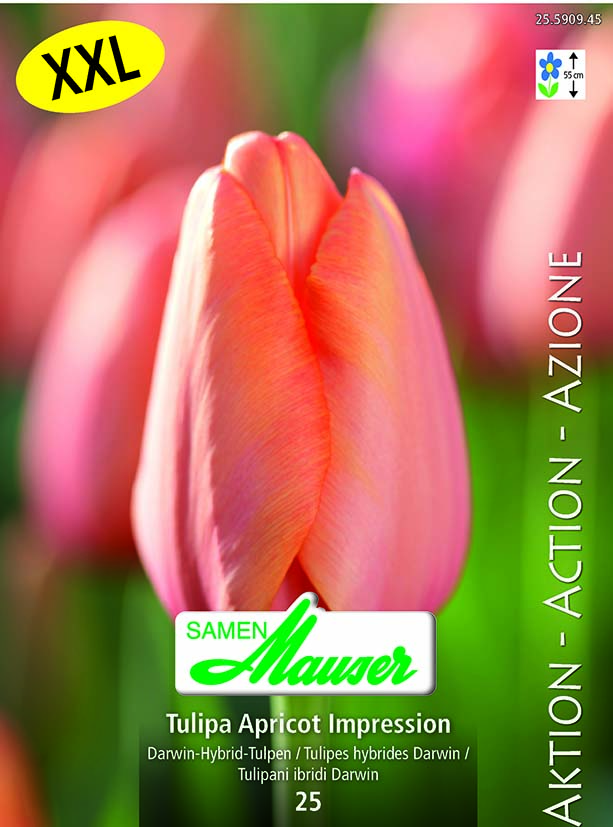 Tulipe THD Apricot Impress 25
