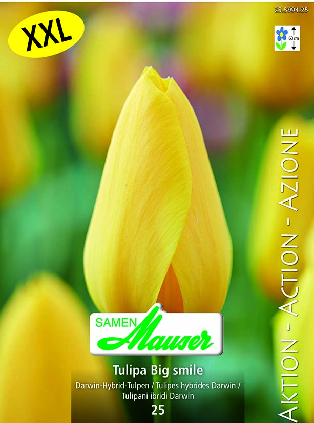 Tulipe THD Big Smile 25