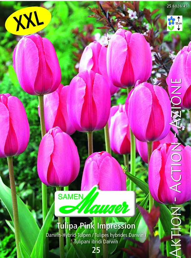 Tulipe THD Pink Impression 25