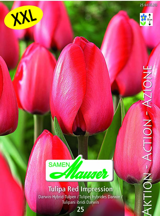 Tulipe THD Red Impression 25