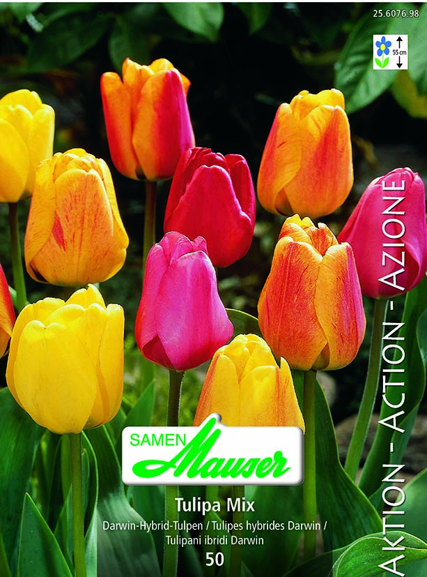 Tulipe THD mélange 40