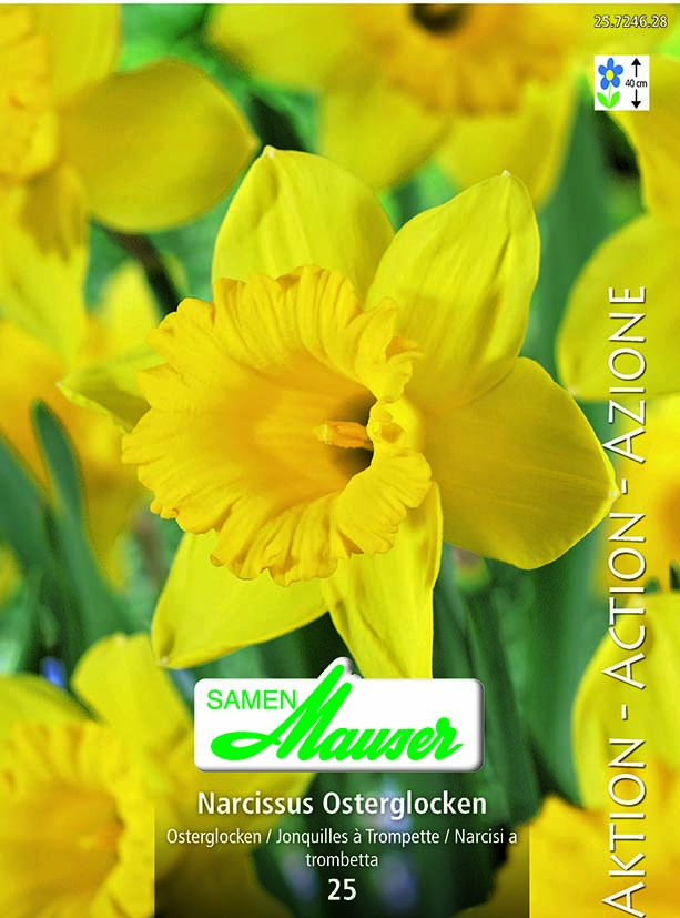 Narcisse NT Narcisses 25