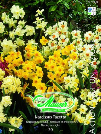 Narcisse- mélange Tazetta 20