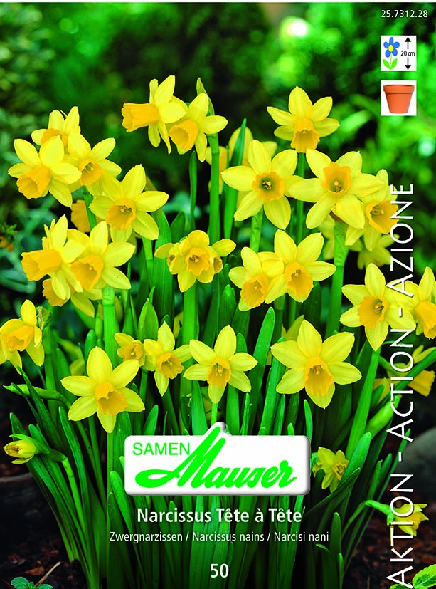 Narcisse Botanique Tête à Tête 50
