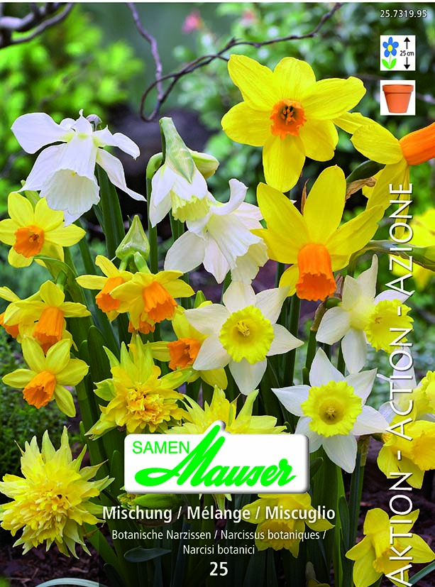 Narcisse Botanique mélange 25
