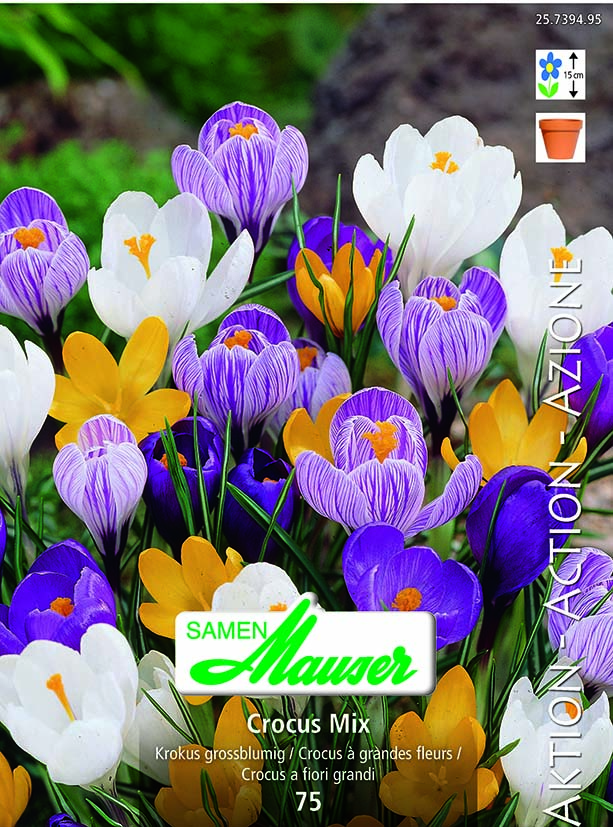 Crocus vert mélange 75