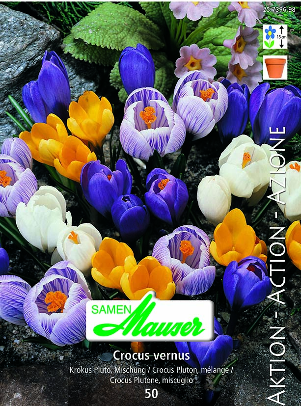 Crocus vert mélange Pluto 50