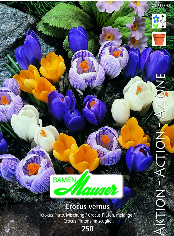 Crocus ver melange Pluto  250