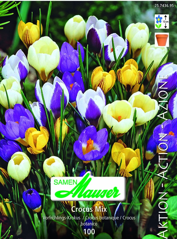 Crocus botaniques en mélange 100