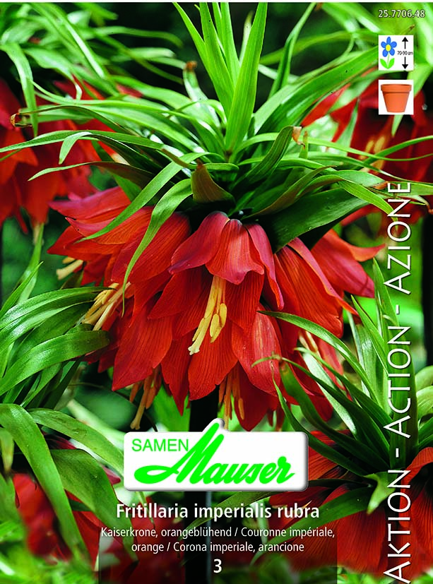 Fritillaria imp. Rubra maxima 2 (20/24)