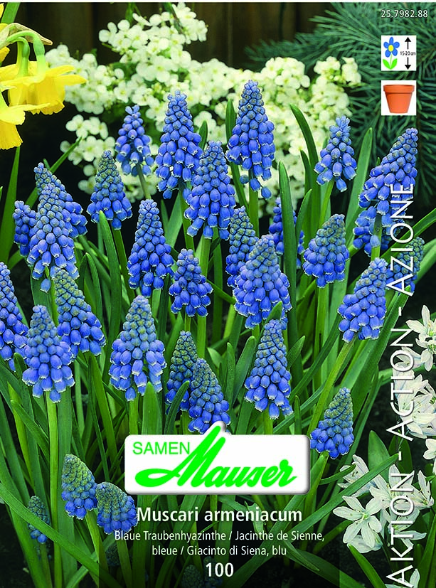 Muscari armeniacum 75 (8/)