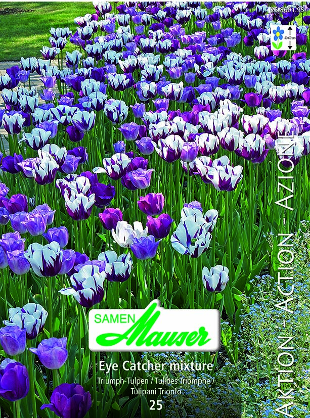 Tulipe Eye Catcher 25