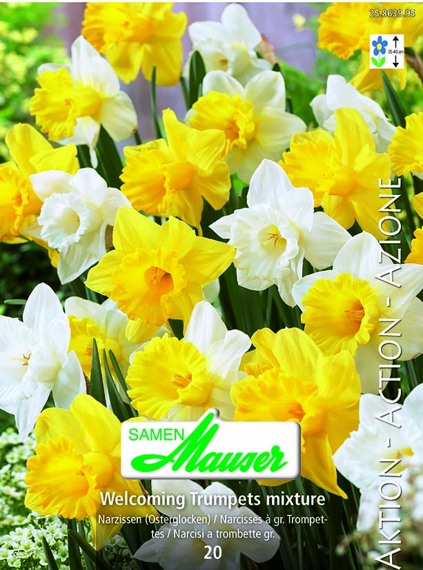 Narcisse- Welcoming Trum  ts Mélange 20