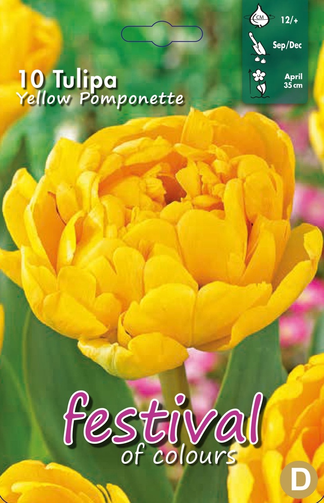 Tulipes doubles 'Yellow Pomponette'