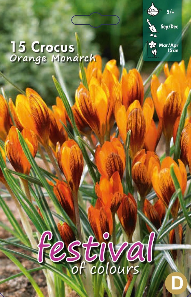 Crocus 'Orange Monarch'