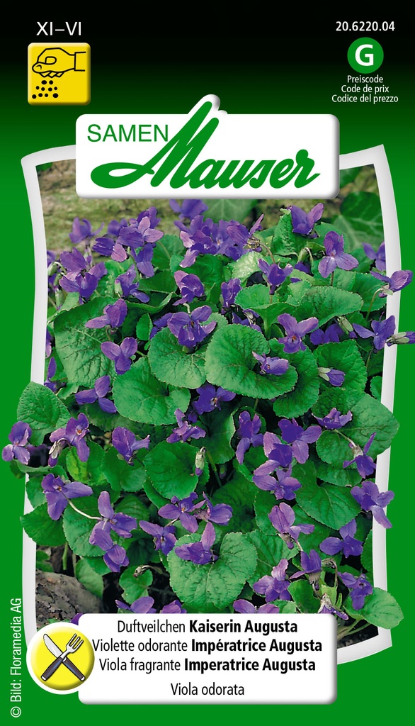 Viola odorata impératrice Augusta