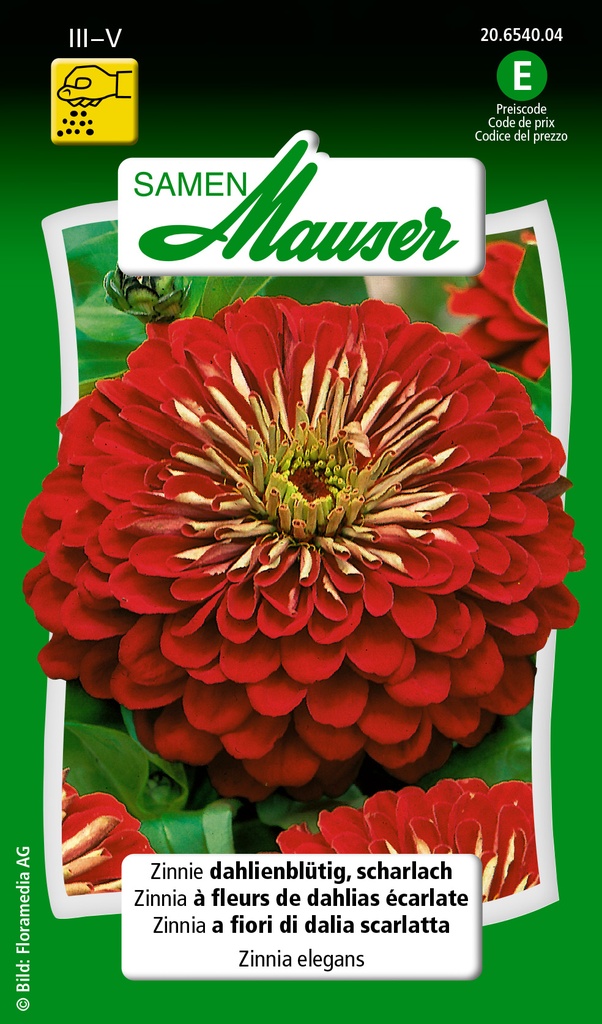 Zinnia à fleurs de dahlia écarlate