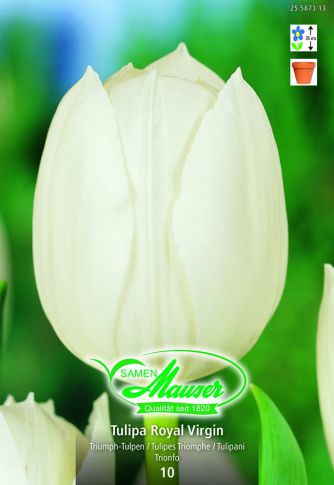 Tulipe TT Royal virgin 10 p