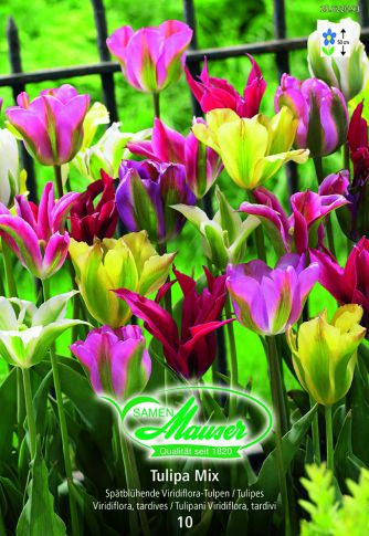 Tulipe VIR mélange 10