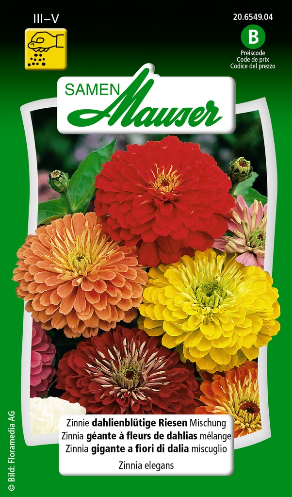 Zinnia à fleurs de dahlia mélange