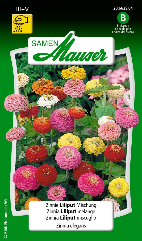 Zinnia liliput mélange double