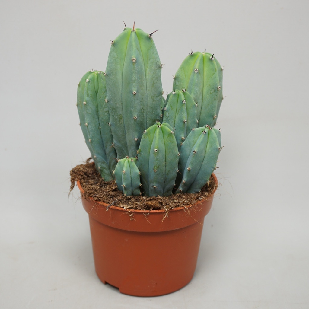 Myrtillocactus geometrizans