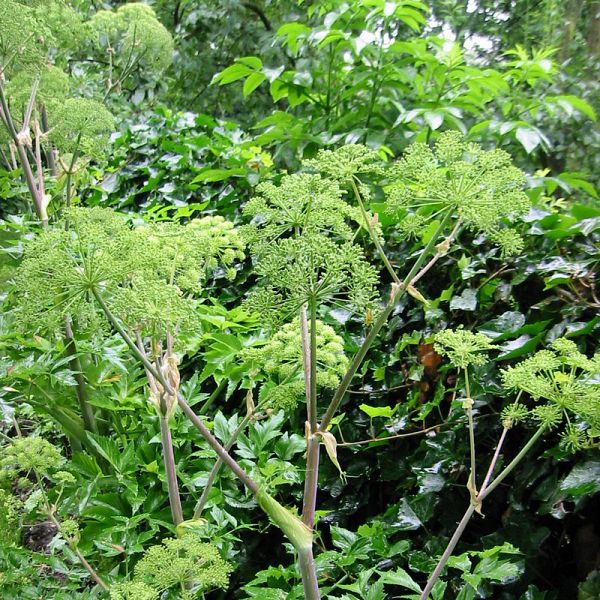 Angelica archangelica