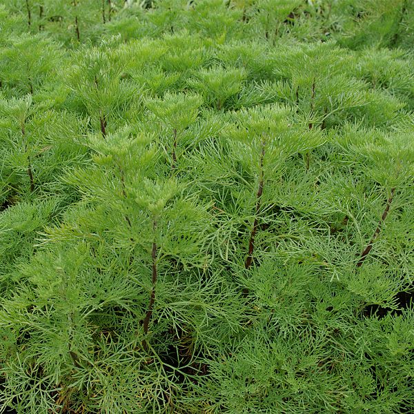 Artemisia abrotanum 'Cola