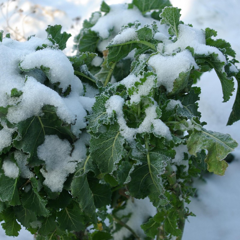Brassica ol. ram. 'Daubenton'