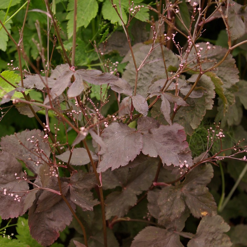 Cryptotaenia japonica 'Purpurea'