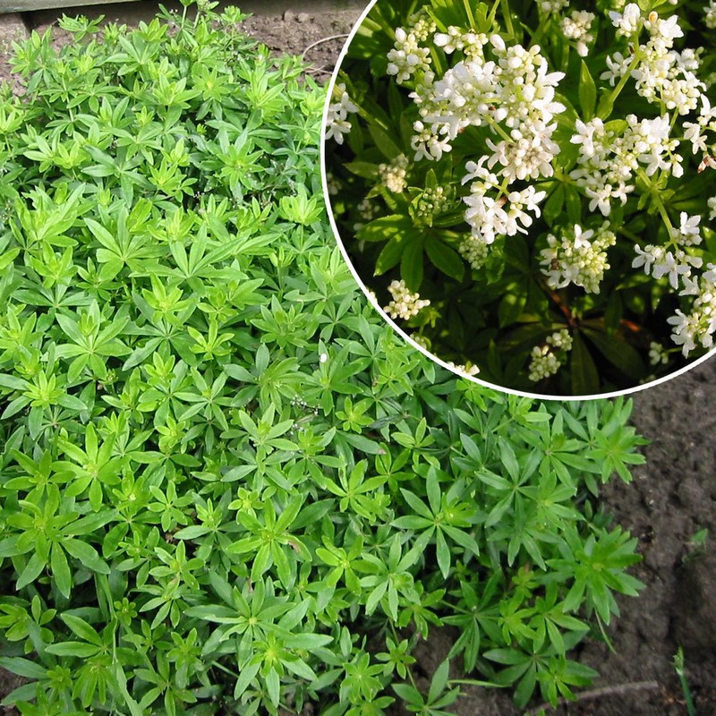 Galium odoratum