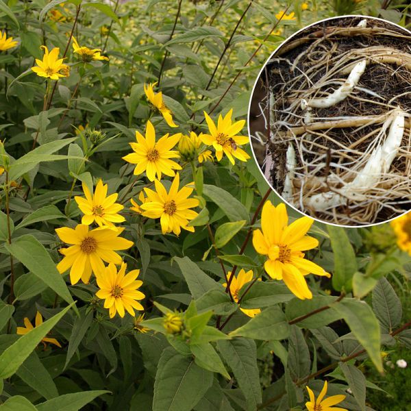 Helianthus strumosus
