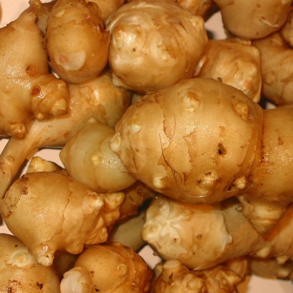 Helianthus tuberosus