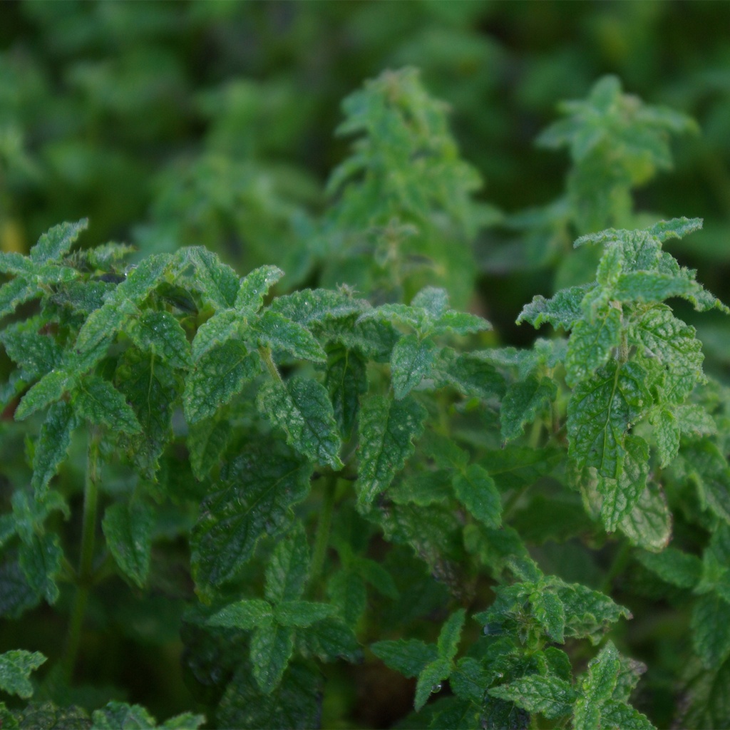 Mentha arvensis 'Strawberry'