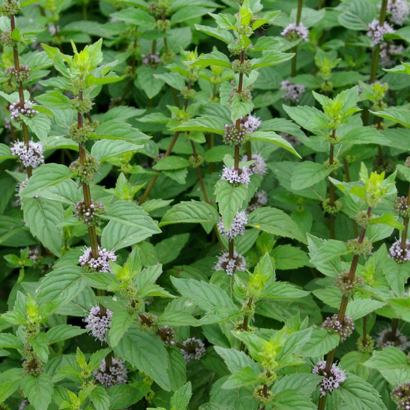 Mentha gentilis 'Ginger'