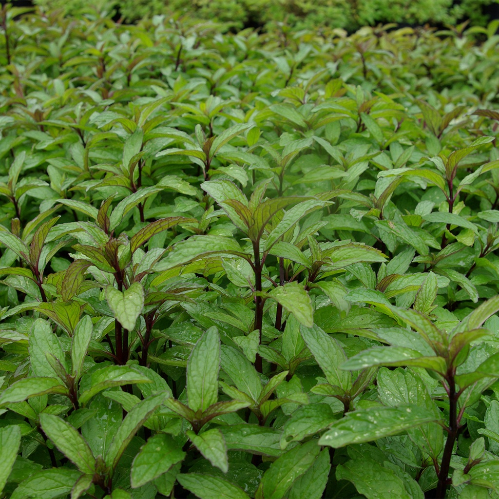 Mentha 'Thai'
