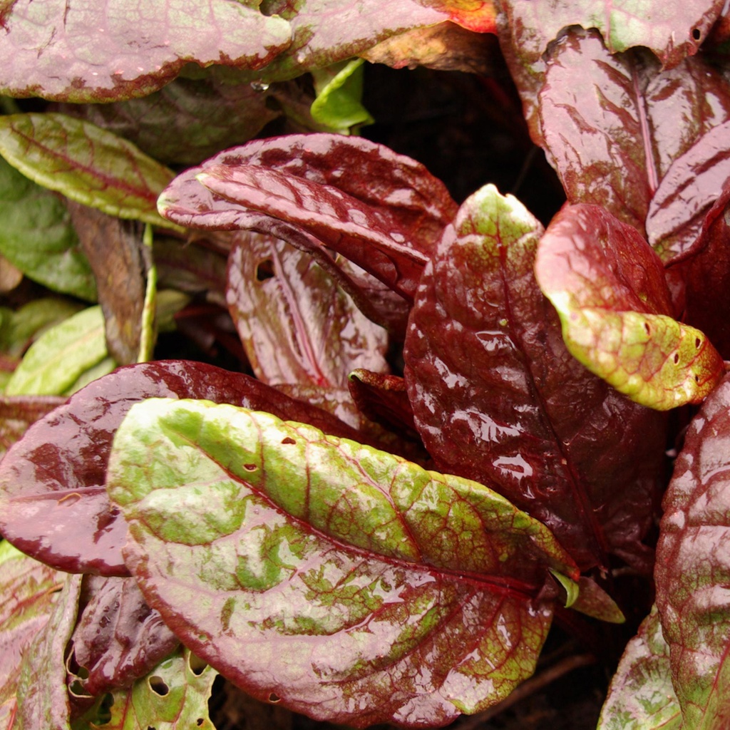 Rumex arifolius 'Ruber'