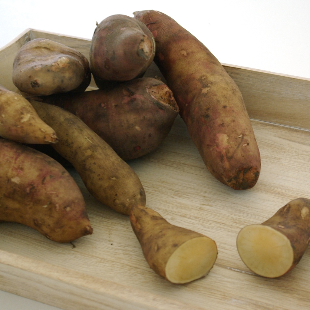 Smallanthus sonchifolius